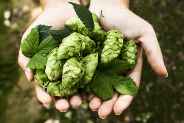 Hopfen in Hand